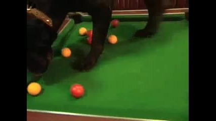 Куче играе на билярд и приключва с бира