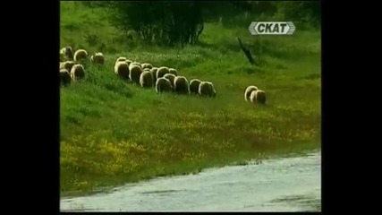 Марин Иванов - Овчар по бряг ходи