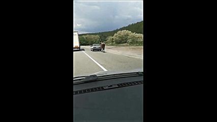 Абсурд на пътя