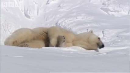 Майка бяла мечка с двете си новородени мечета в зимата 