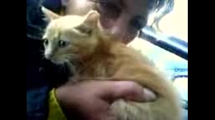 Котенце в автомобил