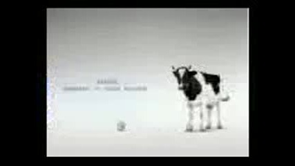 Krava futbolistka 