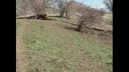 лиско облайва прасе 
