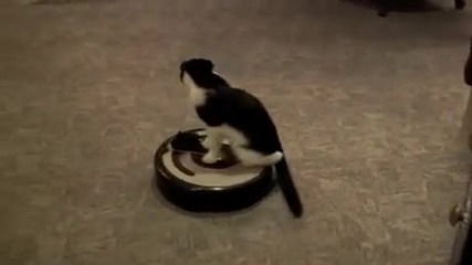 Смях котка кара 