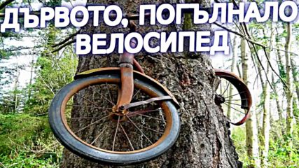 Дървото, погълнало велосипед