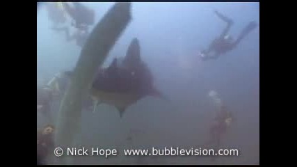 whale - shark 