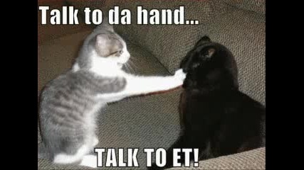 Very Funny Cats 15.
