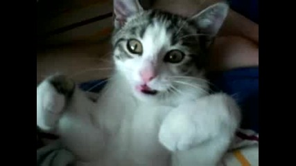 сащисана котка