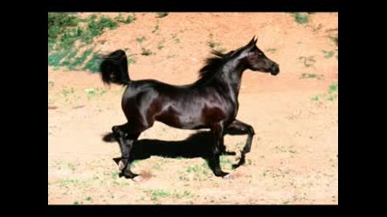 Funny Animals.