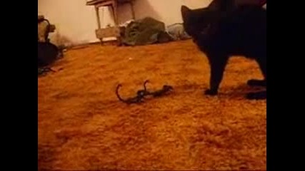 Смело Котенце Си Играе Със Скорпиони :)