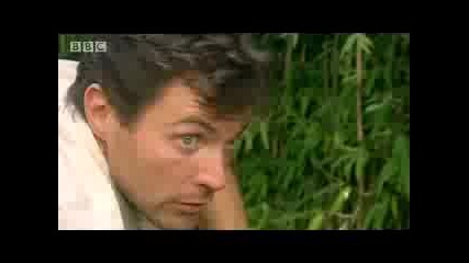Mountain gorilla - extreme animals - Bbc wildlife