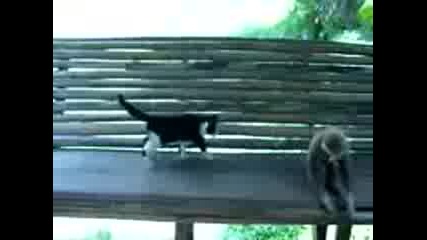 Маймуна тероризира котка,мързелива котка!