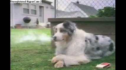 Смях , , !! Куче с цигара !!