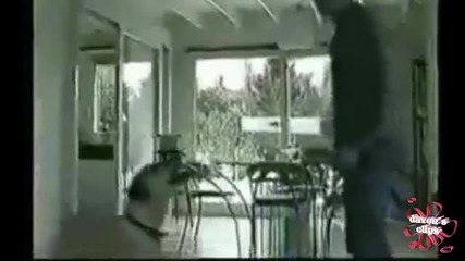 Най - добрите смешни и забавни кучета