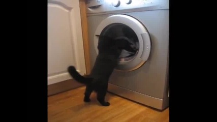 Котка бие пералня (много смях) 