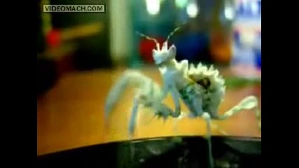 Mantis Dance