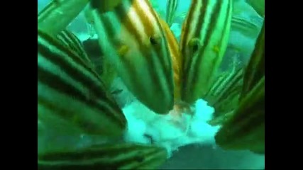 Рибки Изяждат Октопод 
