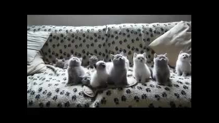 Сладки котенца танцуват