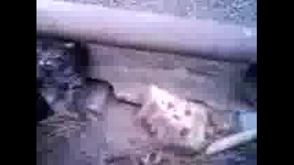 Малко кученце и малки котета