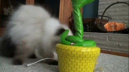 Коте срещу змия (играчка)