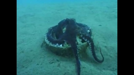 Октопод който събира кокоси по дъното на океана ! 