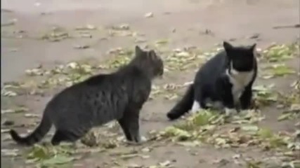 Cat Fight Dog Win
