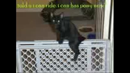 Very Funny Cats 14