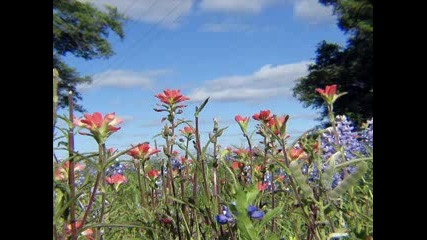 U - Nee - Spring Waltz - Flower