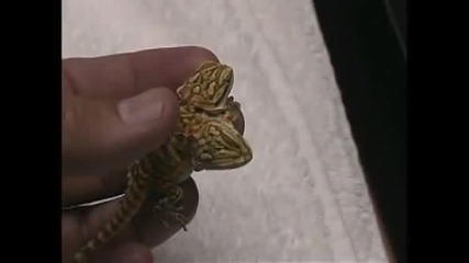 Гущер С Две Глави И Шест Крака !