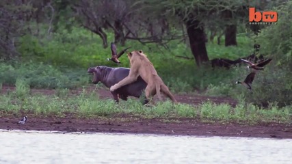 Майка хипопотам защитава бебето си от лъв
