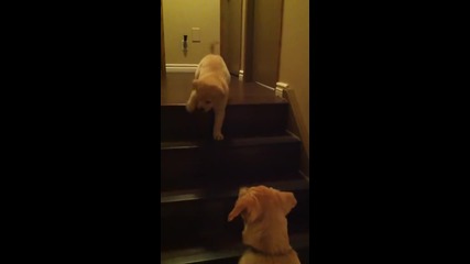 Куче учи малко кученце да слиза по стълби..