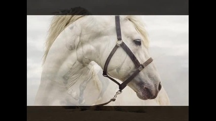 Игорь Ашуров - Белый Мой Конь