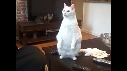 Коте, стоящо право.. Смях ;d