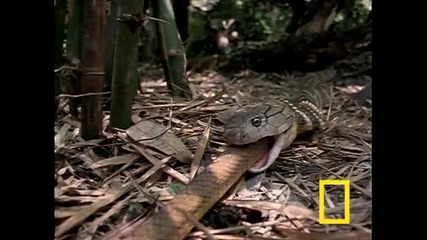 Cobra vs. Rat Snake - борба на змии 