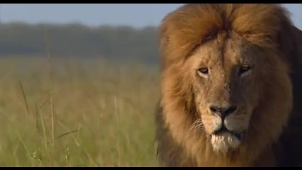 Лъвът - Голяма Африканска Котка
