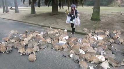 Момиче храни много зайчета