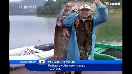 ! - Рибар улови Сом дълъг 170см ! 