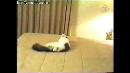 Една Леко Малоумна Котка !
