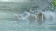 Бебе хипопотам се роди в Сан Диего