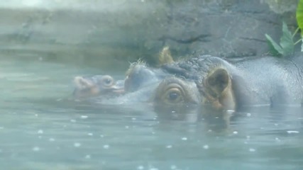 Бебе хипопотам се роди в Сан Диего