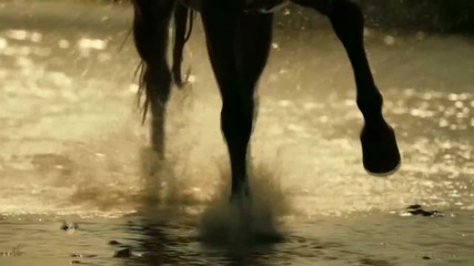 Коне - horses -величествена красота и грация
