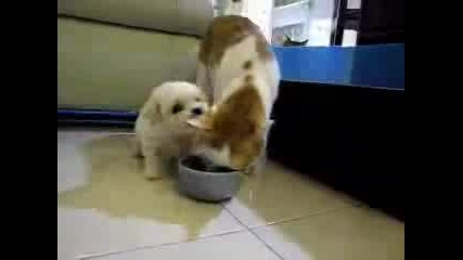 Симпатично  малко  кученце си играе с ушите на котка!