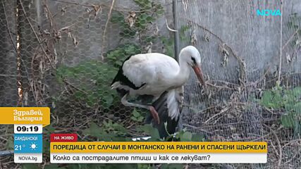 24 сигнала за ранени щъркели са подадени в Монтанско от началото на пролетта