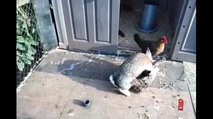 Загорял заек налита на кокошки
