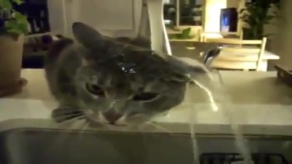 Котка харесва водата ..