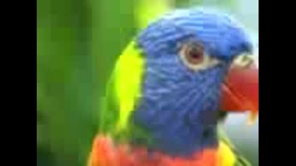 Budgerigar.3gp