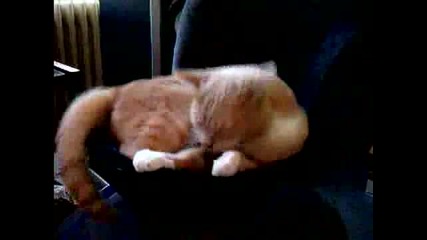 kote