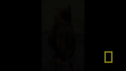 Shooting Bears