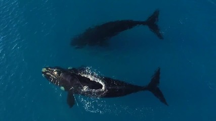 Разходка с китове
