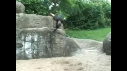 Freerun